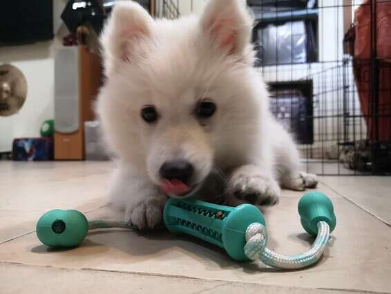 נשכנים, נשכנים ועוד נשכנים // צילום: ספיר טל